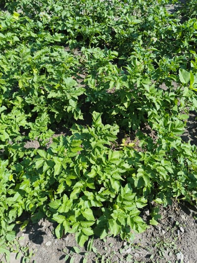 The image shows a close-up, overhead view of a field of potato plants. The plants are lush and green, with numerous leaves and some small white flowers visible. The soil is dark brown and appears somewhat dry. Shadows from the plants and the sun are cast across the ground. The scene depicts an agricultural setting, likely a potato field in the city of Sursk, Russia. No people or animals are present in the image.