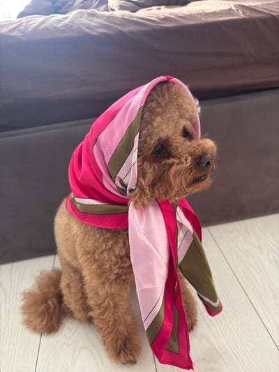 A brown poodle dog is sitting on a light wooden floor, facing right, with a pink and green patterned silk scarf tied around its head and neck. The dog's fur is curly and its eyes are looking to the side. Behind the dog is a dark brown surface, possibly a bed or sofa. The lighting suggests an indoor setting. The location is not specified in the image or accompanying information.
