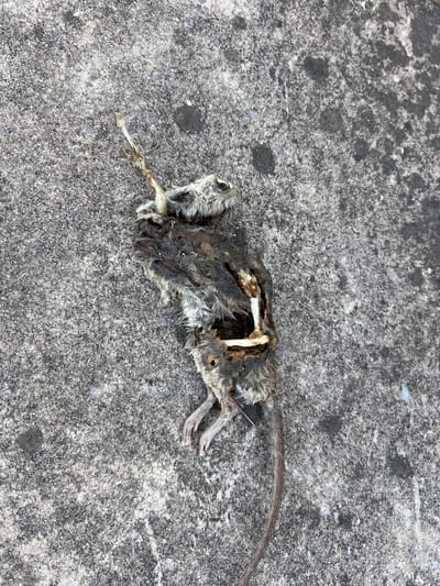A decaying carcass of a small mammal, possibly a rodent, lies on a gray concrete surface with mottled stains and surface irregularities. The animal's fur is matted and discolored, with exposed ribs and other skeletal elements visible. The tail extends to the right, appearing thin and desiccated. The location is undetermined, but inferred as Granollers, Spain.