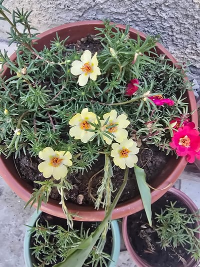 In the city of Yangi Nishan, Uzbekistan, a close-up, overhead shot shows a collection of potted plants. The primary focus is on a large, reddish-brown planter filled with lush green succulent-like foliage and several blooming flowers. These flowers are predominantly a pale yellow with bright orange centers, and a few vibrant magenta blossoms are also visible. The plants are densely packed within the planter, with some stems trailing over the edge. To the lower right, a smaller pinkish-red planter contains similar green foliage, also densely grown. Partially visible in the bottom left is a light teal planter, also containing green plants. The background consists of a textured, light grey wall, likely a building facade, and a hint of a grey, possibly concrete, surface below the planters. The lighting suggests it is daytime.
