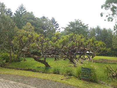A picturesque outdoor scene features gnarled trees with green foliage dominating the foreground. Lush green grass covers the landscape, interspersed with patches of taller grasses and a glimpse of a dark green trash receptacle. In the distance, a structure with a dark roof is visible. The background is filled with a dense forest of varying green trees, creating a serene and natural setting. The sky is overcast.