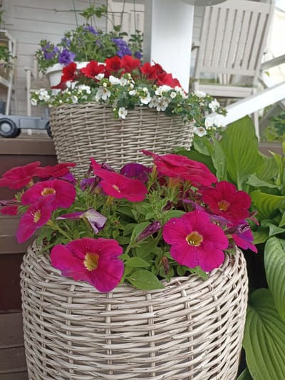 A low-angle medium shot captures a rustic outdoor scene in Shakhunya, Russia, featuring two woven wicker planters filled with vibrant flowers. The foreground planter, positioned on wooden decking, showcases a lush arrangement of magenta petunias with prominent yellow centers, interspersed with hints of purple. Behind it, a slightly larger planter holds a colorful mix of red and white petunias, along with some purple blooms, against a backdrop of lush green foliage. The background reveals a white wooden porch with chairs and a white railing, hinting at a residential or public outdoor space. The overall impression is one of a well-maintained garden setting, likely in front of a home or on a veranda, bathed in natural light.