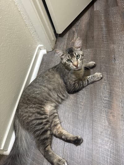 A grey tabby cat with green eyes is lying on a wooden floor next to a white baseboard. The cat is facing the camera and appears to be looking directly at it. The wall is painted a light cream color and has a textured finish. The floor is made of laminate wood planks. The image was taken in Fresno, California, USA.