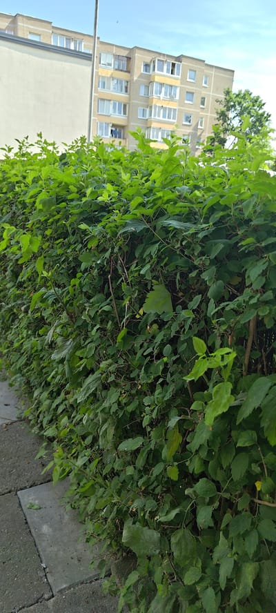 A lush green hedge dominates the foreground, its dense foliage creating a wall of leaves. To the left, a section of grey paved walkway is visible, with concrete slabs showing some wear and tear. In the background, a multi-story apartment building stands under a clear blue sky. The building has a beige facade with yellow window frames and balconies. A tall, thin grey pole, likely a lamppost or utility pole, runs vertically near the left edge of the frame, passing in front of the building. A few small birds are visible in the sky. The overall scene depicts a typical urban or suburban environment in Grigiškės, Lithuania, during daylight hours.