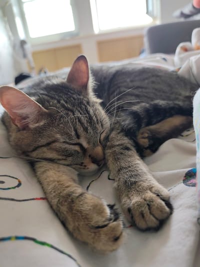 A tabby cat is sleeping on a bed. The cat is lying on its side with its paws outstretched. The bed has a white sheet with a colorful pattern. The room is bright and airy, with a window in the background. The location is in Gremyachinsk, Russia.
