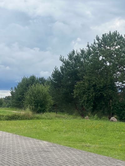 The image displays an outdoor scene in Strigailiškis, Lithuania, under an overcast sky. The foreground is dominated by a grey paver pathway, composed of rectangular blocks arranged in a herringbone pattern, extending diagonally from the lower-left to the mid-right of the frame. Adjacent to this pathway, a large expanse of green grass covers the mid-ground, interspersed with small yellow and white wildflowers. Two distinct, light-colored boulders are positioned within this grassy area towards the right side. Behind the grassy field, a dense line of trees forms the background, consisting primarily of dark green coniferous trees, likely pines, with some interspersed lighter green deciduous foliage. A shorter, bushier green tree stands in front of the main tree line on the left-center. Further to the left and receding into the distance, a dirt or gravel path is partially visible, curving behind vegetation. The sky above is entirely covered by a thick layer of grey and white clouds. No human or animal subjects are visible, and no specific actions or interactions are depicted.