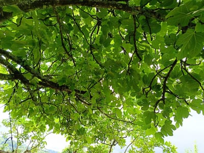 The image shows a dense canopy of green fig leaves and dark branches, viewed from below against a bright sky. The leaves are large and lobed, with prominent veins. Sunlight filters through the foliage, creating dappled patterns of light and shadow. The scene is outdoors, likely in a garden or natural setting, given the abundance of foliage and the glimpse of distant hills or mountains under a pale sky. There are no people or animals visible in the frame. The overall impression is one of lush, verdant growth.