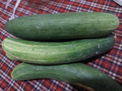 Three cucumbers are stacked on top of each other on a red, white, and blue plaid fabric. The cucumbers are a dark green color with lighter green streaks running lengthwise. The cucumbers appear fresh and are positioned horizontally. The fabric has a checkered pattern. The image is a close-up shot, with the cucumbers filling most of the frame.