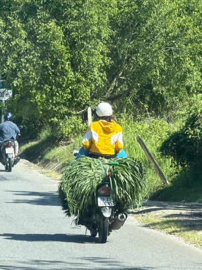 In Khánh Vĩnh, Vietnam, on a paved road lined with lush green trees and vegetation, two individuals are riding motorcycles. The foreground features a motorcycle with a substantial load of green foliage strapped to its rear. The rider is wearing a white helmet and a bright yellow jacket with white accents, and a blue garment is visible beneath the foliage. Behind this motorcycle, another motorcycle is seen with a rider wearing a dark blue shirt and a black helmet. Both motorcycles appear to be moving away from the viewer, casting shadows on the asphalt. A weathered wooden post stands to the right of the road. The scene is bathed in bright sunlight, indicative of daytime.
