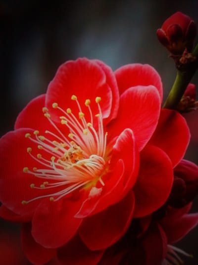 The image is a close-up, vertical shot of a vibrant red flower, likely a plum blossom, in full bloom. The flower's petals are a rich, saturated red, with delicate textures visible. The center of the flower features numerous thin, white stamens tipped with small yellow anthers, surrounding a fuzzy, yellowish center. The background is dark and blurred, creating a shallow depth of field that emphasizes the flower. There are hints of other red blossoms and a green stem or branch in the background, suggesting a cluster of flowers. The lighting appears to be soft, highlighting the details of the petals and stamens. There are no people or man-made objects visible in the image. The image does not provide any contextual information that would allow for its location to be determined in посёлок опытного хозяйства «Ермолино», Russia.