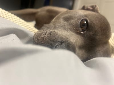 This image depicts a close-up of a domestic dog, located indoors in the city of Corrimal, Australia. The animal is a short-haired dog with grey fur, resting on bedding. Its head is prominent in the foreground, with its right eye clearly visible, exhibiting a dark brown iris and a round pupil. Minor discharge is present near the inner canthus of the right eye. The dog's muzzle is partially obscured by a light grey sheet or blanket in the immediate foreground. Several whiskers are visible extending from the muzzle area. Behind the dog's head, a cream-colored, textured blanket or throw is visible, and the background is dark and out of focus. The dog is positioned lying down, with its gaze directed towards the viewer. No other subjects or specific objects are clearly discernible.