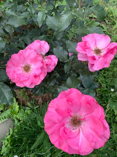 A top-down, close-up shot captures three vibrant pink roses in bloom amidst lush green foliage. The roses, with their ruffled petals and prominent brown centers, are the focal point of the image. The leaves of the rose bush are a deep, rich green, providing a stark contrast to the delicate pink of the flowers. The background is a blur of greenery, suggesting a garden setting. The image appears to have been taken outdoors, possibly in a park or private garden in Ivanava, Belarus.