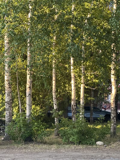 The image shows a line of birch trees with white bark and green foliage. The trees are positioned in front of a building with some cars parked in the background. In the far right of the image, a person wearing a light-colored shirt and dark pants is walking up a set of stairs. The ground in the foreground is covered in dirt and some dry grass. The lighting suggests it is daytime, with sunlight filtering through the leaves of the trees. The context provided indicates the scene is located in the city of Ridder, Kazakhstan.