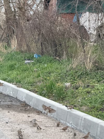 The image displays an outdoor scene in the city of Gorski Izvor, Bulgaria, characterized by a transition from a cleared ground surface to overgrown vegetation. In the foreground, a light-colored, coarse ground, possibly gravel or dirt, is occupied by approximately 15-20 small birds, identified as sparrows. One sparrow in the mid-left foreground is captured with its wings fully spread, indicating a moment of flight, landing, or aggressive display. A grey concrete curb, composed of segmented blocks, runs horizontally across the mid-ground, separating the foreground from a slightly elevated grassy verge. This verge is covered with vibrant green grass and various low-lying herbaceous plants. In the background, dense, predominantly bare deciduous trees and thorny bushes form a thick barrier. Visible within the vegetation are several discarded items, including a bright blue plastic container and a dark grey object resting on the grass. Partially obscured by the foliage, elements of man-made structures are discernible, including sections of a metallic mesh fence, a building wall with visible dark red bricks, a dark green structural component, and a blue tarpaulin. No human subjects are present in the scene.
