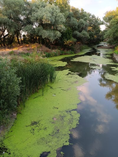 The image depicts a narrow, calm body of water, likely a river or canal, flowing through a densely vegetated area. The water's surface is partially covered with a thick layer of bright green duckweed, particularly on the left side of the frame, with darker patches indicating areas of deeper water or organic matter. The right side of the water shows reflections of the sky and surrounding trees.
The banks of the water are lined with tall, green reeds and other lush vegetation. Beyond the reeds, the terrain rises slightly and is covered with dry grass and more trees, creating a dense, natural backdrop. The trees are predominantly deciduous with full, green canopies, suggesting a temperate climate. Sunlight filters through the leaves, casting dappled shadows and illuminating parts of the scene, particularly the dry grass on the bank. The overall impression is one of a natural, somewhat overgrown riparian environment. There are no visible people or man-made structures that are clearly identifiable as within the city of Nezavertaylovka, Moldova, though the scene is consistent with a rural or semi-rural setting.