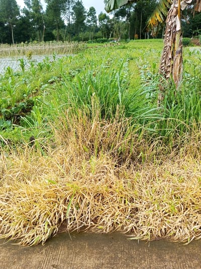 The scene depicts an agricultural area in Kondha, India. The immediate foreground shows a concrete surface. Directly above, a dense strip of dried, light-yellow grass extends horizontally, gradually blending into taller, vibrant green vegetation. The midground contains a cultivated field with rows of young corn plants and other broad-leaf green crops. To the left, a section of the field is waterlogged, featuring numerous thin, vertical stakes supporting growth. To the right, a banana tree with a brown, dry trunk and some green leaves is prominent, flanked by tall, dense green grass. The background consists of a thick line of tall, slender evergreen trees set against an overcast sky. No individuals or specific actions are present.
