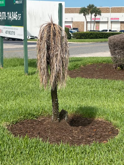 This is a vertical, close-up, outdoor photograph of a palm tree that appears to be dead or in severe distress, surrounded by a bed of dark brown mulch and bright green grass. The palm tree's fronds are dry, brown, and sparse, giving it a wispy, unkempt appearance. The trunk of the tree is visible and is dark and textured, rising from the mulched bed.
In the background, there is a glimpse of a modern building with white and tan siding, featuring several large loading bay doors. The building has signage that includes "MacroBaby" and numbers such as "39". A paved road runs alongside the grass and mulch area, with a yellow line marking the center. A white vehicle is visible on the road.
On the left side of the frame, a green sign is partially visible. Text on this sign includes "PROLOGIS" and "FOR LEASE". Below this, more text is legible, including "9,078-114,846 SF", a phone number "407.982.8710", and website "probojs.com". The names "MATT SULLINAN/WILSON MCDOWELL/KRISTIN BAILEY" and "JLL" are also present on the sign.
The lighting suggests it is daytime, with clear shadows indicating a sunny environment. The overall scene depicts a commercial or industrial area, likely in Pine Castle, United States of America, where landscaping has been recently updated or is in need of attention due to the condition of the palm tree.