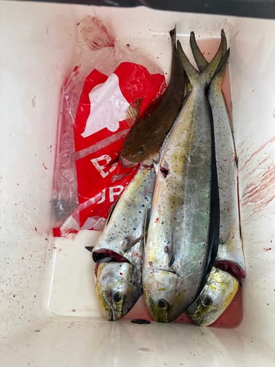 Three headless mahi-mahi fish lie in a white cooler, along with a brown fish with a mottled pattern. A red and white plastic bag is also present, positioned beneath the smaller, brown fish. Visible bloodstains are scattered throughout the cooler. The mahi-mahi exhibit a gradient of yellow, gray, and dark blue coloration with distinct spots.