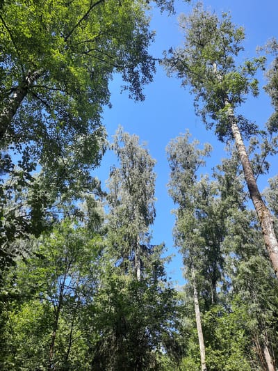 A low-angle shot captures a dense forest canopy against a clear blue sky. Tall trees with varying foliage dominate the frame. In the foreground left, lush green leaves form a dense mass. Towards the center and right, several tall, slender trees with lighter green and silvery-gray leaves reach upwards. The bark of one of these trees on the far right is textured and light brown, with patches of moss. The sky is a vibrant, cloudless blue. The image depicts a natural environment within a forest setting, possibly in Mar’ino, Russia, given the context. There are no people or animals visible in the frame.