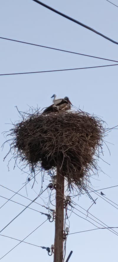 The image shows a large bird nest, likely a stork nest, built on top of a utility pole. Two storks are visible in the nest. Power lines are strung around and through the pole and nest structure. The background is a light blue sky. The scene is located in Marmarashen, Armenia.