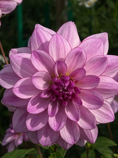 A close-up, eye-level photograph features a single dahlia flower positioned centrally. The dahlia displays numerous densely packed petals, ranging in color from light pink and lavender on the outer layers to darker fuchsia and magenta in the tightly clustered central florets. Fine striations are visible on the petal surfaces, which also bear multiple small, clear water droplets. Direct sunlight illuminates the flower, creating distinct shadows among the overlapping petals. The background consists of out-of-focus dark green foliage, with blurred hints of pale flowers in the upper right and lower left, and a thin, dark green vertical element partially visible in the upper left. This scene is located in the city of Giverny, France.