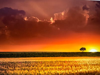 A vibrant sunset casts orange hues across the sky, partially obscured by dark, dramatic clouds with light rays peeking through. Below, a field of golden wheat stretches into the foreground, punctuated by scattered red poppies. A dark green strip of land separates the wheat from the horizon, where a lone tree stands silhouetted against the setting sun. The bright, round sun rests low on the horizon, creating a striking contrast.