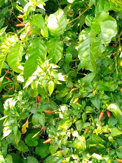 This image depicts a dense aggregation of chili pepper plants, situated in North Sakwa ward, Kenya. The scene is dominated by vibrant green foliage, with numerous small, elongated chili peppers visible throughout the plant structures. The peppers display varying stages of maturity, evidenced by their color spectrum from green (unripe) to orange-red (ripening or ripe). Sunlight illuminates portions of the leaves and peppers, creating highlights. No human subjects, animals, or artificial structures are present. The environment exhibits healthy, natural botanical growth.