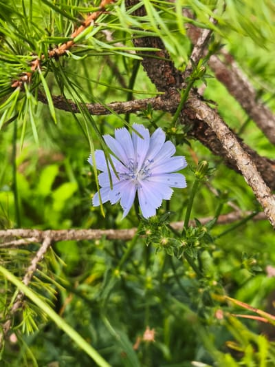 The image displays a close-up view of a single light purple chicory flower with serrated petals. The flower is positioned among evergreen needles and a textured tree branch, with a blurred green background suggesting foliage. The scene is natural and outdoors. There are no people, animals, or man-made objects present. The location is specified as Krivasalis, Lithuania.