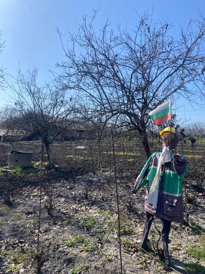 The image depicts an outdoor scene in Merichleri, Bulgaria, under a clear blue sky. In the foreground, slightly right of center, a scarecrow is present. The scarecrow wears a yellow hard hat, a multi-paneled jacket with green, white, and dark grey sections, and dark trousers. A white cloth is draped over its left shoulder. A small Bulgarian flag, horizontally striped white, green, and red, is affixed to a pole behind the scarecrow's head. The scarecrow stands on dark, disturbed earth, indicative of tilled or recently burned ground, with scattered dry leaves and sparse patches of green vegetation. Several thin vertical stakes are visible in the midground. To the left, a concrete well or structure with a circular opening is partially visible. The background features multiple deciduous trees with bare branches, some bearing dark pods. Distant structures are faintly discernible behind the trees.