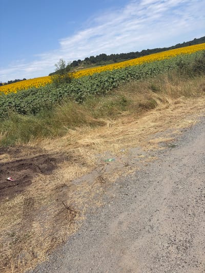 This image depicts a rural scene near the city of Drachevo, Bulgaria, under a bright blue sky with scattered white clouds. The foreground is dominated by a dusty, gravelly dirt road that slopes upwards and to the right. To the left of the road, dry, golden grass and some darker soil with tire tracks are visible. A small, colorful object resembling a discarded kite or toy lies on the dark soil. Further to the left and in the mid-ground, there is a vast field of sunflowers, with their yellow blooms facing the sun, stretching across a hillside. In front of the sunflowers, there is a layer of green foliage, likely the leaves of the sunflower plants. A line of dark green trees forms a dense border along the crest of the hill behind the sunflower field. The overall impression is one of a sunny, rural landscape featuring a large agricultural field.