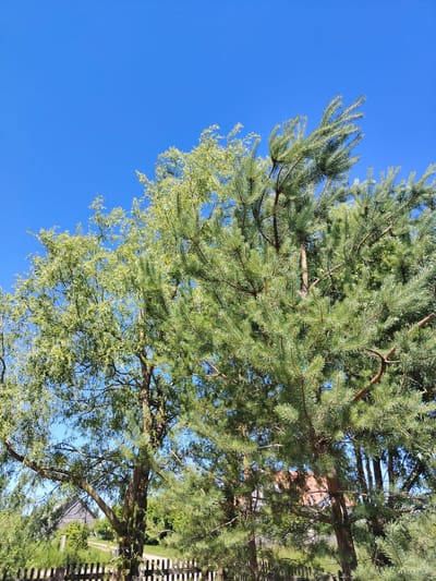 A bright, sunny day is captured in this vertical outdoor shot, showcasing a vibrant blue sky above a dense canopy of green trees. On the right, the feathery needles of a pine tree dominate the foreground, its branches reaching towards the sky. To the left, a lighter, deciduous tree with smaller, lighter green leaves provides a contrasting texture. The dense foliage creates a feeling of lushness and natural beauty.
Beneath the trees, hints of a rural setting emerge. A rustic wooden fence runs along the bottom of the frame, suggesting a boundary or enclosure. Beyond the fence, glimpses of a traditional wooden house with a dark roof can be seen nestled among the trees and green vegetation. The scene evokes a peaceful, perhaps summery, atmosphere, with the clear blue sky indicating fair weather and daylight. The location context provided places this scene in the Uzretski village council of Belarus, which aligns with the rustic, traditional architectural elements visible. There is no visible text in the image.