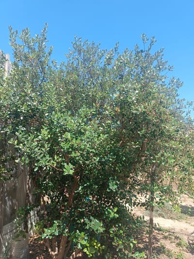 The image shows a large, leafy green tree in an outdoor setting. The tree has numerous branches and dense foliage with small, oval-shaped leaves. Some small reddish-brown buds or fruits are visible among the leaves. The tree is positioned in front of a light-colored wall, likely a fence or building, which is partially visible on the left side of the frame. The ground beneath the tree is covered with dry leaves and dirt. In the background, there is an expanse of clear, bright blue sky. The overall scene suggests a sunny day, possibly in a yard or garden. The location is identified as the city of Saray, Azerbaijan.