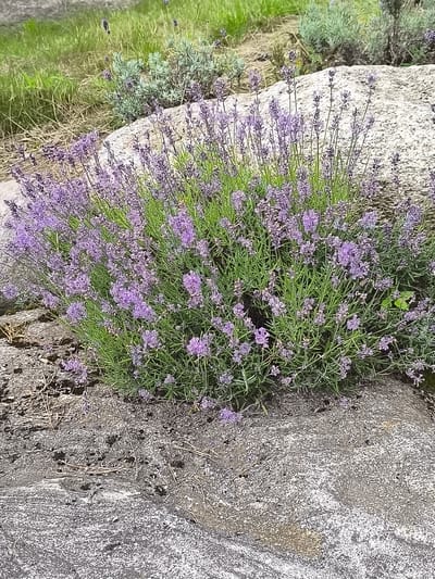 This is a medium shot, eye-level photograph of a patch of lavender growing among rocks and grass. The lavender bush is in the foreground and center of the image, with its purple flowers and green stems filling much of the frame. Behind the lavender, there is a large, light-colored rock and some dry grass. In the background, more green grass and hints of other plants are visible. The lighting suggests it is daytime, likely in the late morning or early afternoon, with bright but diffused light, possibly indicating an overcast sky or a location with dappled shade. The scene appears to be in a natural, outdoor setting, possibly a garden or a rocky landscape. There is no text visible in the image. The overall mood is serene and natural, highlighting the beauty of the lavender.