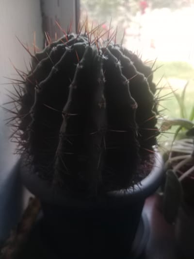 A dark, round cactus with prominent reddish-brown spines sits in a gray pot. The cactus is the main subject, centrally framed and filling a significant portion of the image. Its ribbed surface is visible, and the spines are sharp and numerous. The background is blurred, suggesting an indoor setting near a window. Through the window, a soft, hazy light indicates it might be daytime, possibly late afternoon or early morning due to the diffused light. Hints of green foliage and what appear to be distant red flowers are visible outside, suggesting a garden or natural environment. The overall mood is quiet and still, with the cactus appearing as a solitary, resilient object. No text is visible in the image.