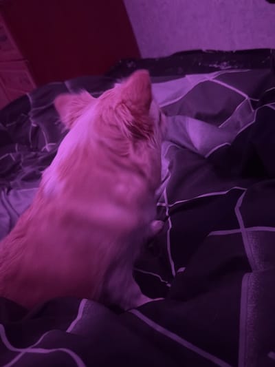 In Khrenovoye, Russia, a tan dog with fluffy fur sits on a dark-colored duvet with a geometric pattern. The lighting is low and cast in a purple hue, obscuring some details of the dog's face and the surroundings. The dog is positioned in the center of the frame, facing away from the camera. The duvet is crumpled, suggesting it might be on a bed. The background is dark and indistinct.