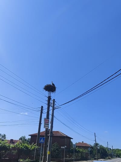 The image shows a storks nest on top of a utility pole in the city of Roza, Bulgaria. A stork is perched in the nest. The sky is clear and blue. Several power lines run across the frame. In the background, there are houses and trees. A street is visible on the right side of the image.
