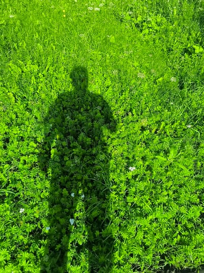 The image displays a top-down view of a patch of green grass and vegetation, presumably in a park or field. A prominent shadow of a person, likely standing and facing away from the camera, is cast upon the grassy ground. The shadow is clearly defined, indicating bright sunlight. The vegetation consists of various types of plants, including tall blades of grass and smaller, more leafy plants, with a few tiny white flowers visible in some areas. The overall impression is of a sunny day in an outdoor, natural setting. The location is specified as a park in Kashino, Russia.