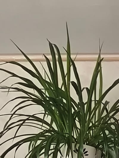 A close-up, medium shot shows the top of a leafy green houseplant against a plain, light-colored wall. The plant's long, slender leaves fan out from the center, with some pointing upwards and others arching outwards. The leaves are a deep green color, and the tips of some of them are sharp and pointed. The background wall appears to be a neutral tone, possibly beige or off-white, with a horizontal line, possibly a shelf or trim, visible across the middle of the frame. The lighting is soft and diffused, casting no harsh shadows. The image provides no contextual information about the location in Vaiteliai, Lithuania, nor does it contain any people or specific actions.