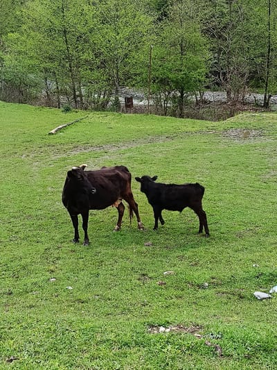 A medium-wide outdoor shot features a cow and a calf in a grassy field in what appears to be a rural setting. The cow is mostly black with some brown on its legs. The calf is entirely black and smaller than the cow. They are standing close to each other in the center of the frame. The background consists of a lush green field that stretches up to a line of trees. Beyond the trees, there may be a river or creek visible. Debris is scattered on the grass. The location and city of Мясниково, Abkhazia, are specified.