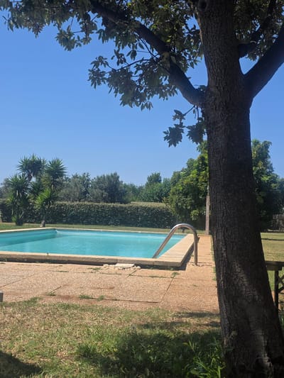 A bright, sunny outdoor scene in Ladispoli, Italy, features a swimming pool with clear turquoise water. The pool is surrounded by a tan-colored concrete deck with a textured surface. A metal handrail leads into the pool from the deck. To the left of the pool are several palm trees and a dense, manicured green hedge. A large, mature tree with rough bark and leafy branches dominates the right side of the frame, casting a shadow. The background consists of more trees and a clear blue sky. The overall impression is one of a serene, well-maintained garden or private residence.