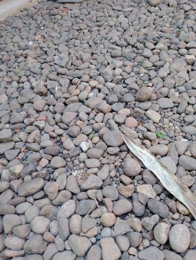A ground-level, medium-angle shot captures a textured expanse of grey, brown, and tan river stones and gravel. The stones vary in size and shape, with many appearing smooth and rounded, suggesting they have been shaped by water. A single, dried, light brown leaf lies diagonally across the lower right portion of the frame, its veins clearly visible. Scattered throughout the stones are a few small, green plants, indicating a natural setting. The scene appears to be an outdoor area, possibly a pathway or landscaping feature, with a concrete edge visible at the top left of the image. The lighting is even, suggesting an overcast day or diffused light. No people, animals, or man-made structures other than the concrete edge are discernible. This scene is consistent with an area in Sukamanah, Indonesia, where such natural landscaping is common.