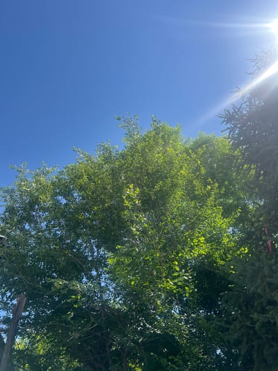 The image captures a bright, sunlit scene looking up through trees towards a clear blue sky. The sun's rays are a prominent feature, creating a lens flare effect in the upper left quadrant of the image. The foliage of two types of trees is visible, one with dark, needle-like leaves in the upper portion, and another with lighter green, broader leaves filling the majority of the frame. The leaves are lush and appear healthy, suggesting it is daytime. The overall impression is one of a warm, clear day, likely during spring or summer in an outdoor setting with vegetation. There are no people or discernible objects other than the natural elements of trees and sky. There is no visible text in the image.