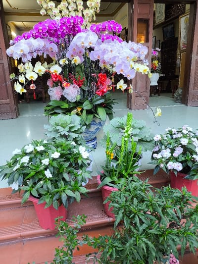 This image captures a vibrant floral and plant arrangement positioned at the entrance of a building in Thành phố Quảng Ngãi, Vietnam.
The central element is a large, blue and white patterned ceramic vase, prominently situated on a light-colored tiled floor, filled with a dense display of Phalaenopsis orchids. The orchids exhibit blooms in three primary colors: vivid magenta, light lavender, and creamy yellow, with some individual orchids showing white petals. Red ornamental accents, possibly artificial berries or flowers, and white decorative mesh ribbons are interspersed among the orchid stalks. At the base of the central vase, the dark green leaves of the orchid plants are visible, along with two large, leafy green plants resembling ornamental cabbage in separate containers.
In the immediate foreground, arranged on terracotta-colored tiled steps, are several potted plants in red hexagonal containers. On the left, a pot holds a plant with numerous small white flowers and dark green foliage. Adjacent to it on the right, another red pot contains a tall, spiky green plant featuring developing white-green flower stalks and small clusters of yellow, berry-like fruits. Further to the right, a third red pot displays a plant with abundant light pink and white flowers. A low-lying bushy green plant occupies the bottom-center foreground, partially obscuring the lowest step.
The background reveals a wide, dark brown wooden double door, partially open, leading into an interior space. The room inside is brightly lit and features light-colored flooring. Visible interior elements include dark wooden traditional furniture, framed artwork—one notably depicting a seated figure, possibly a deity or Bodhisattva—and various other decorative objects. No individuals are present in the scene.