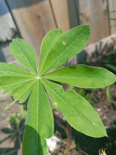 The image displays a close-up view of a bright green, palmately compound leaf, possibly from a cassava plant, against a blurred background. The leaf is composed of several leaflets radiating from a central point. Some of the leaflets show signs of damage, with small holes and ragged edges. The background features a wooden fence with planks of varying shades of brown and grey, illuminated by sunlight, casting shadows. Hints of greenery and soil are visible at the bottom and right of the frame. The image appears to have been taken outdoors, likely in a garden or natural setting. The location is specified as Zalesovo, Russia.