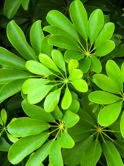 A close-up, overhead view of glossy, vibrant green leaves of a plant. The leaves are arranged in clusters, radiating from a central point. The lighting creates highlights and shadows on the curved surfaces of the leaves, emphasizing their smooth texture. The background consists of darker, out-of-focus leaves, creating a sense of depth. There are no people, actions, or interactions depicted. The image is a naturalistic study of foliage. This image was taken in Pomezia, Italy.