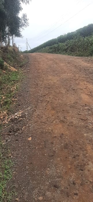 A dirt road dominates the scene, its surface a mix of brown earth and scattered gravel. Lush greenery and dense bushes line the road on the left. In the background, a row of tall, leafy trees stretches along the edge of a field, partially obscured by the hazy sky. Utility poles with wires are also visible in the background.