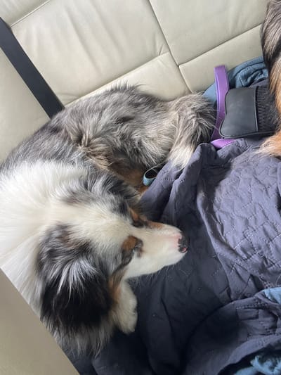 The image shows a dog sleeping on a dark blue quilted blanket in what appears to be the back seat of a vehicle, with a beige leather seat visible in the upper left corner. The dog has a white, black, and brown marbled coat and is curled up, with its head resting on the blanket. A purple strap and a black grooming tool are also visible on the blanket. The scene does not provide any specific information to determine its location in Tulovo, Bulgaria.