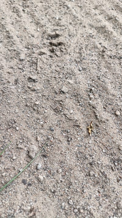 The image displays a close-up, low-angle view of sandy ground in Palohlada, Indonesia. The ground is composed of light-colored sand mixed with small pebbles and grains. Several indistinct animal tracks are visible in the sand, suggesting recent passage. A single dry, brown leaf rests on the sand in the lower right quadrant of the image. A thin green blade of grass extends from the lower left corner, partially in focus. The lighting suggests an outdoor environment with diffused natural light.