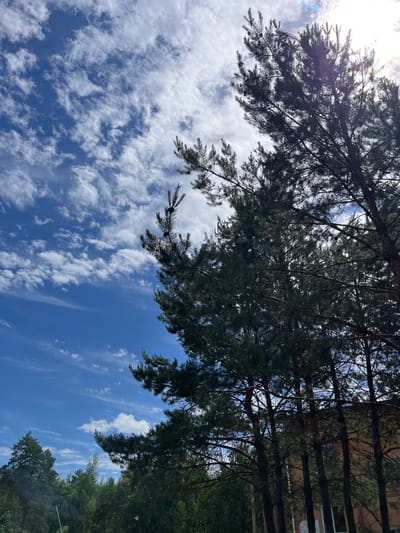 The image depicts a view looking upwards towards a bright blue sky filled with scattered white clouds, suggesting daytime. In the foreground, the dark green needles of several tall pine trees dominate the right side of the frame, with their branches silhouetted against the sky. The pine trees exhibit a natural, somewhat wild growth pattern. Behind the pine trees, to the far right, a portion of a building with a reddish-brown brick facade is visible. The lower part of the image shows a dense line of green trees and foliage, creating a natural border. The lighting indicates a sunny day, with the sun possibly positioned towards the upper right, causing some lens flare. The scene appears to be outdoors, with no people or specific actions depicted. The composition focuses on the interplay between the natural elements of the sky and trees, with a hint of human infrastructure in the background. The location is specified as Lebyazhye, Russia.
