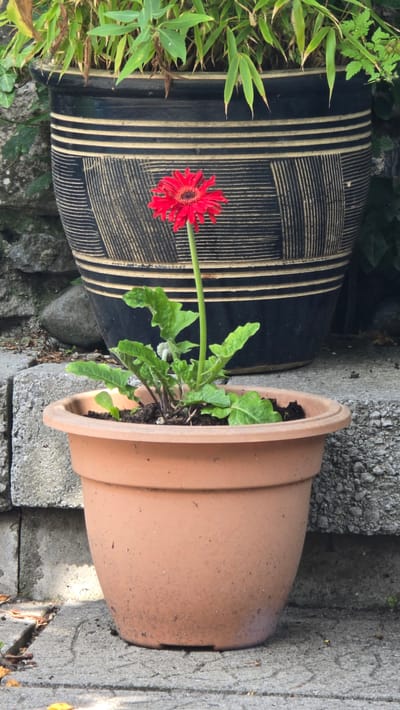 This is a medium shot, taken from a slightly elevated angle, of two planters outdoors. The planter in the foreground is a terracotta pot, oriented horizontally, with a green plant growing out of it. The plant has several large, serrated leaves and a single, vibrant red gerbera daisy. The pot is dusty and shows signs of being outdoors.

Behind the terracotta pot, to the left, is a large, dark-colored planter. This planter is wider than the foreground pot and has a distinctive design of alternating bands of dark and light lines. A single red gerbera daisy is also visible in this planter, its stem extending towards the foreground. Green foliage, possibly bamboo, is growing around this planter.

The planters are situated on a rough, grey concrete surface, with some stacked concrete blocks visible. The background is filled with greenery and the texture of the concrete suggests an outdoor, possibly garden or patio setting. The lighting suggests it is daytime, with soft shadows indicating perhaps an overcast or diffused light. There is no visible text. The overall scene is one of garden decoration.